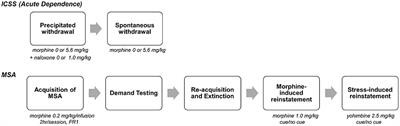 Individual Differences in Different Measures of Opioid Self-Administration in Rats Are Accounted for by a Single Latent Variable